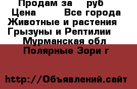 Продам за 50 руб. › Цена ­ 50 - Все города Животные и растения » Грызуны и Рептилии   . Мурманская обл.,Полярные Зори г.